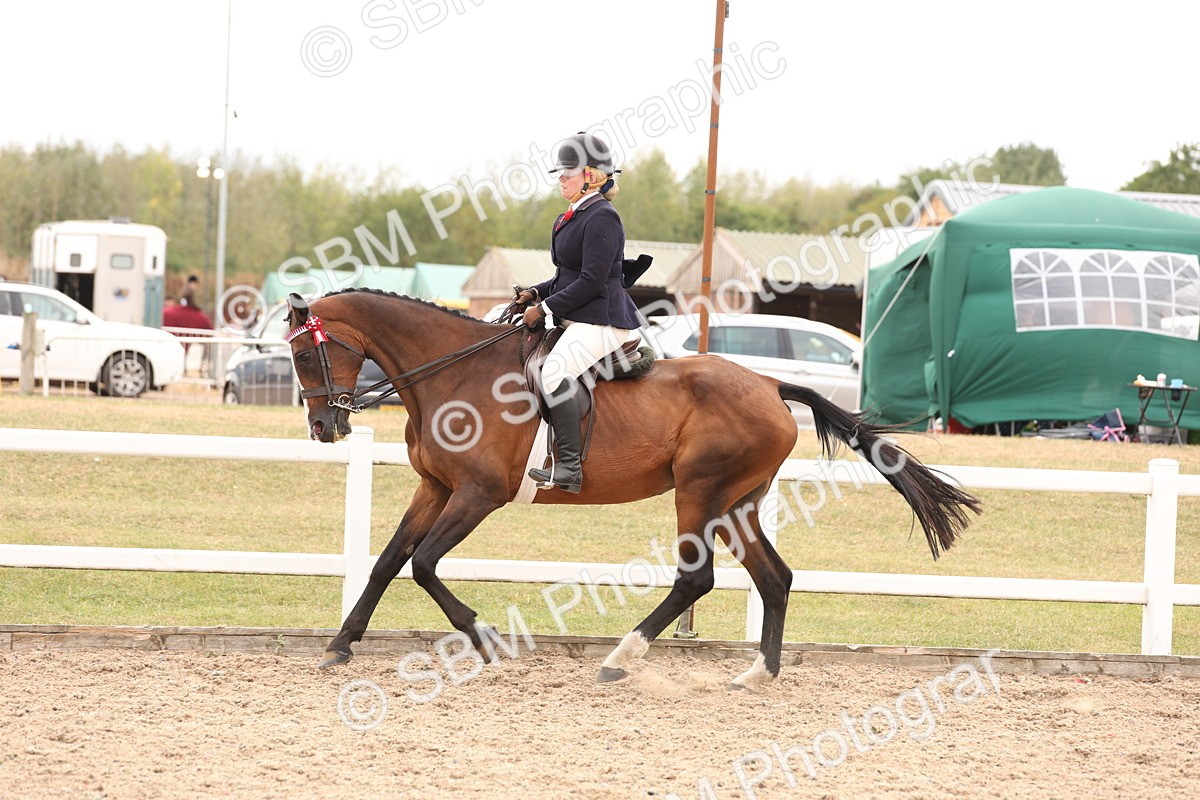 SBM_17351 - Class 214 - Ridden Hack Riding Horse