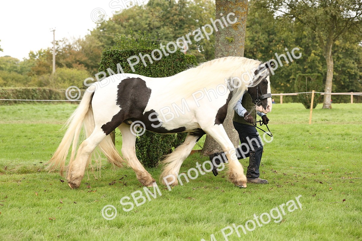 SBM_59286 - S57 - Traditional Cob In Hand