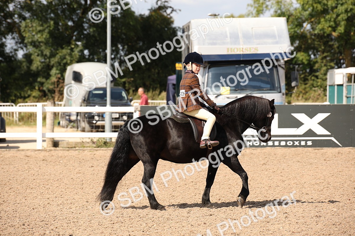 SBM_03390 - Class 18 Handsomest Gelding (IH or Ridden)