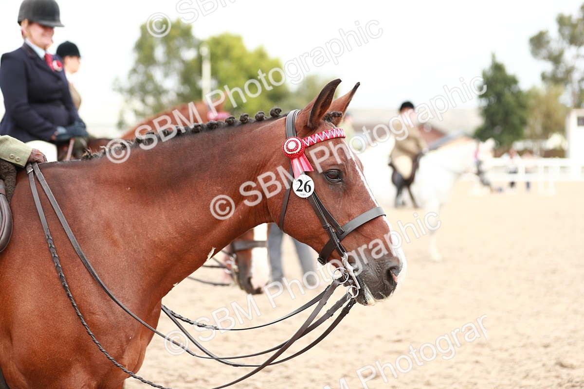 SBM_17608 - Class 215 Ridden Hack/ Riding Horse