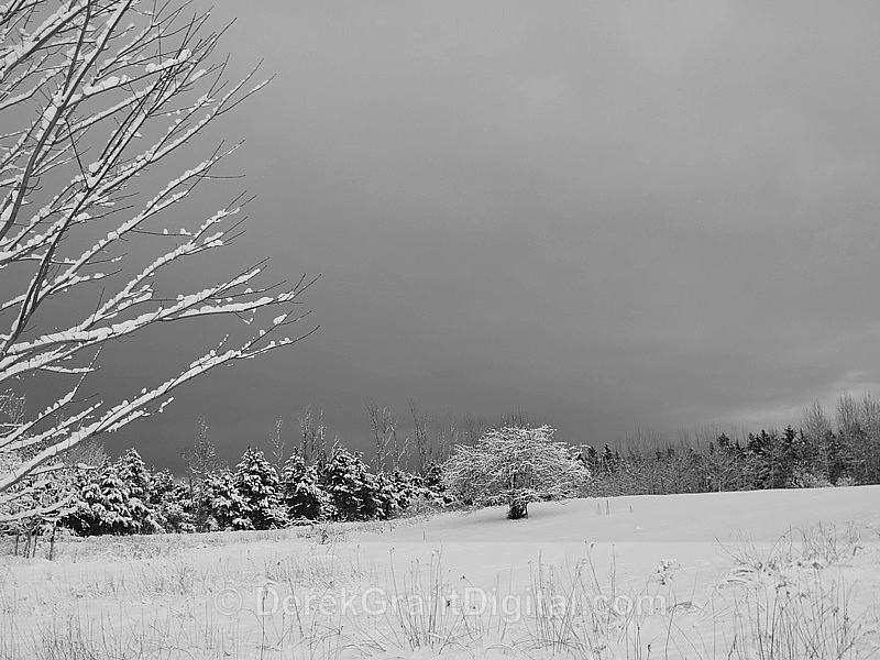 Wintertime - Winterscape