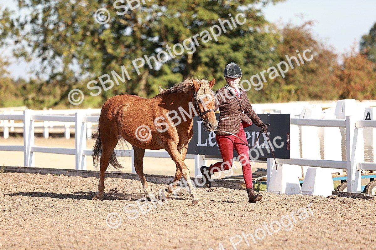 SBM_11365 - Class 402 - IH  Veteran pony
