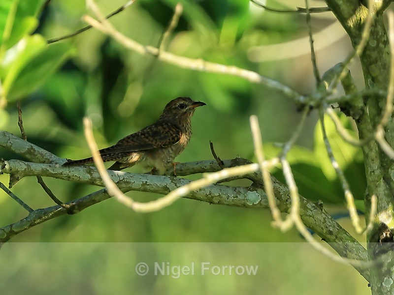Plaintive Cuckoo (female) side, Mekong Delta, Vietnam - Plaintive Cuckoo