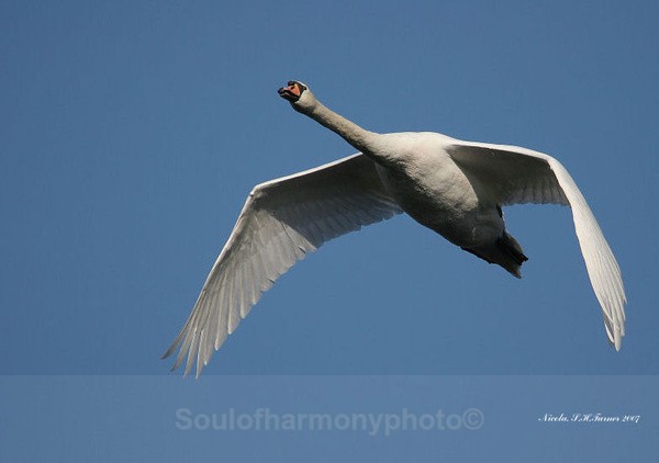 Swan In Flight - Wildlife Wildlife