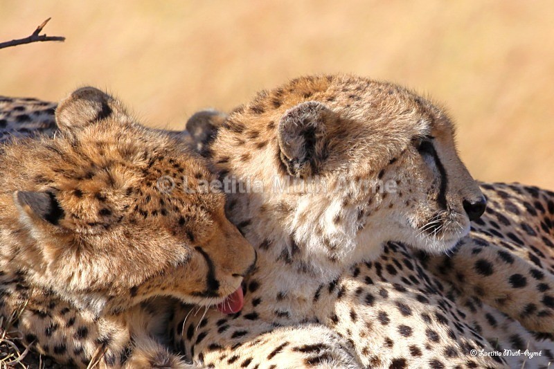 IMG_1376 Maasai Mara - Leos & Cheetahs