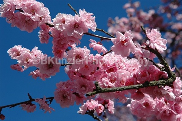  - Golden Gate Park Springtime