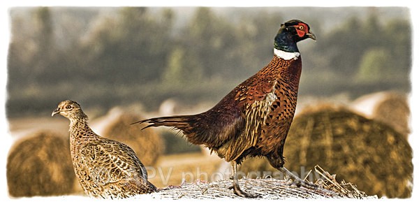 Mr 'n' Mrs Pheasant - DL Size Cards