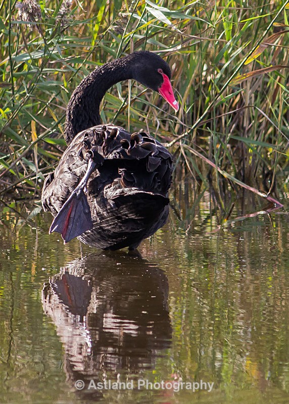Astland Photography, Bird and Wildlife Images, Susan and Peter Wilson, U.K.