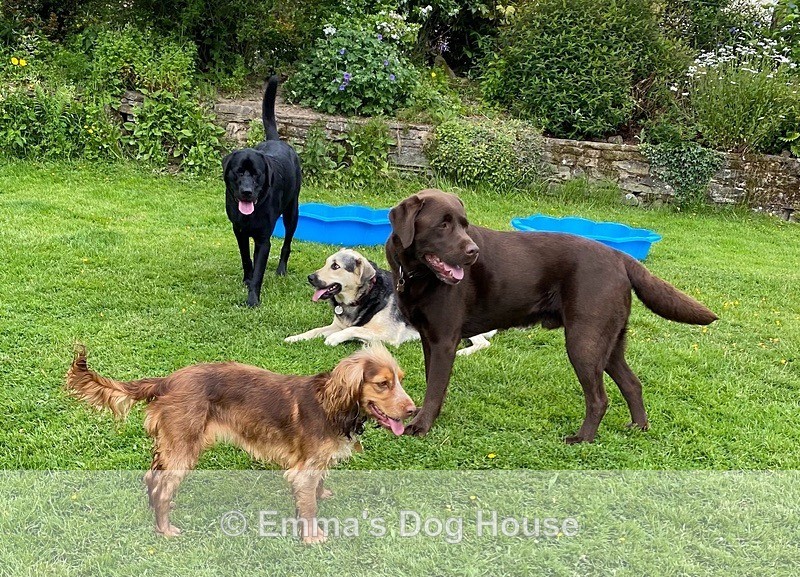 - Dogs
