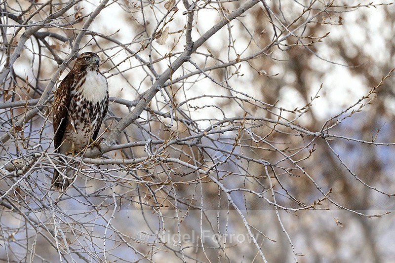 Red-tailed Hawk, Bosque del Apache, New Mexico - Red-tailed Hawk