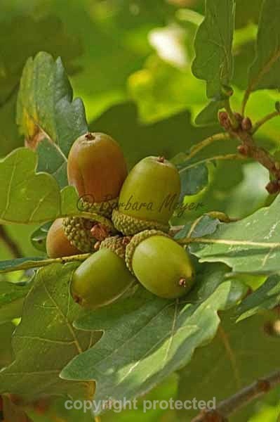 Acorns - England