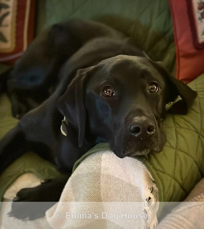  - Pawtraits