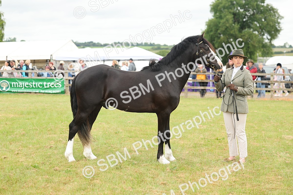 SBM_04821 - Class 50-57 - M&M Welsh Pony In Hand