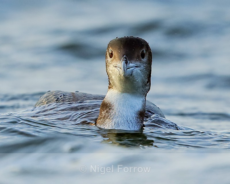 Juvenile Great Northern Diver, Farmoor Reservoir - Great Northern Diver