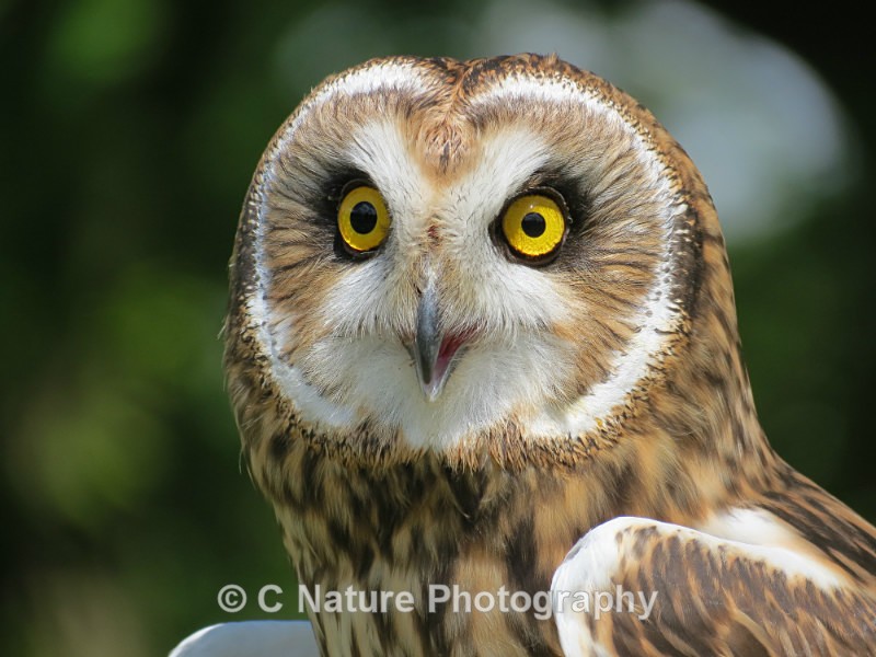 Short-eared Owl - Birds