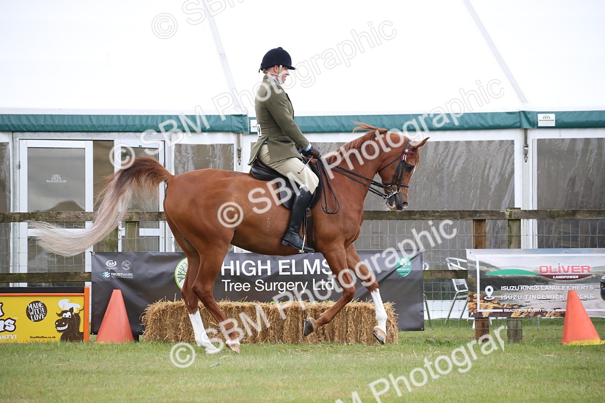 SBM_03618 - Class 21 - 22 - Ridden Arab and Part Bred/Anglo Arab