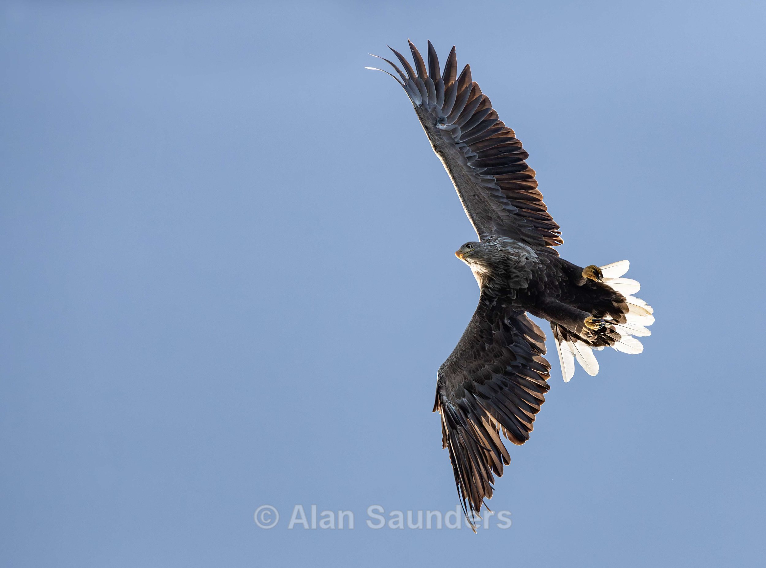 White Tailed Eagle 103