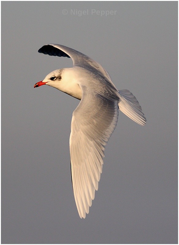 Adult Med Gull ( 1 ) - Gulls