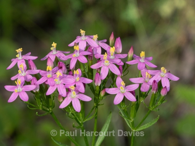 European centaury (Centaurea erythrea) - Wild Flowers - 2