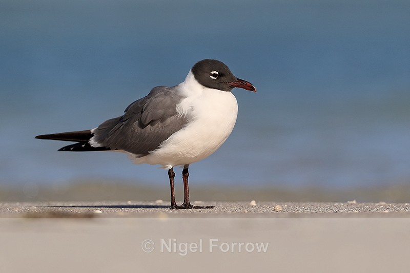 Laughing Gull (adult breeding), Fort De Soto Park, Florida - Laughing Gull