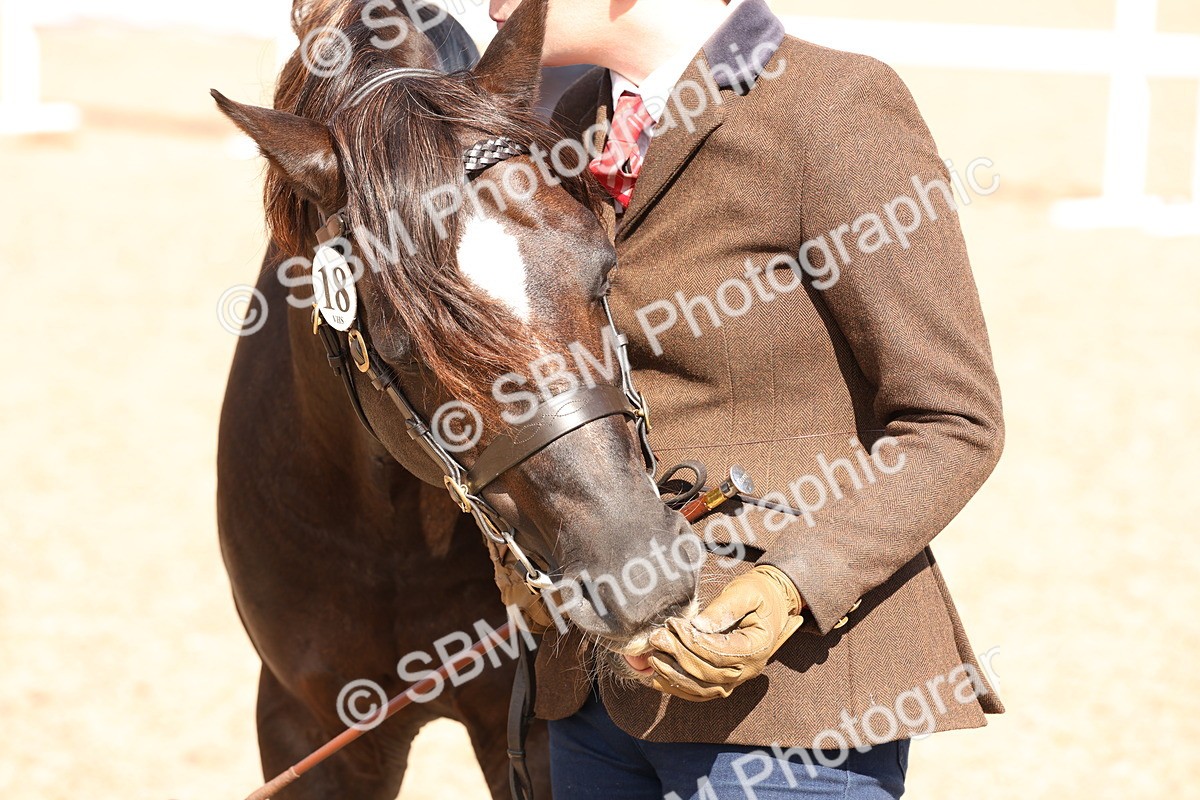 SBM_13965 - Class 205 - IH Show Pony - Show Hunter Pony