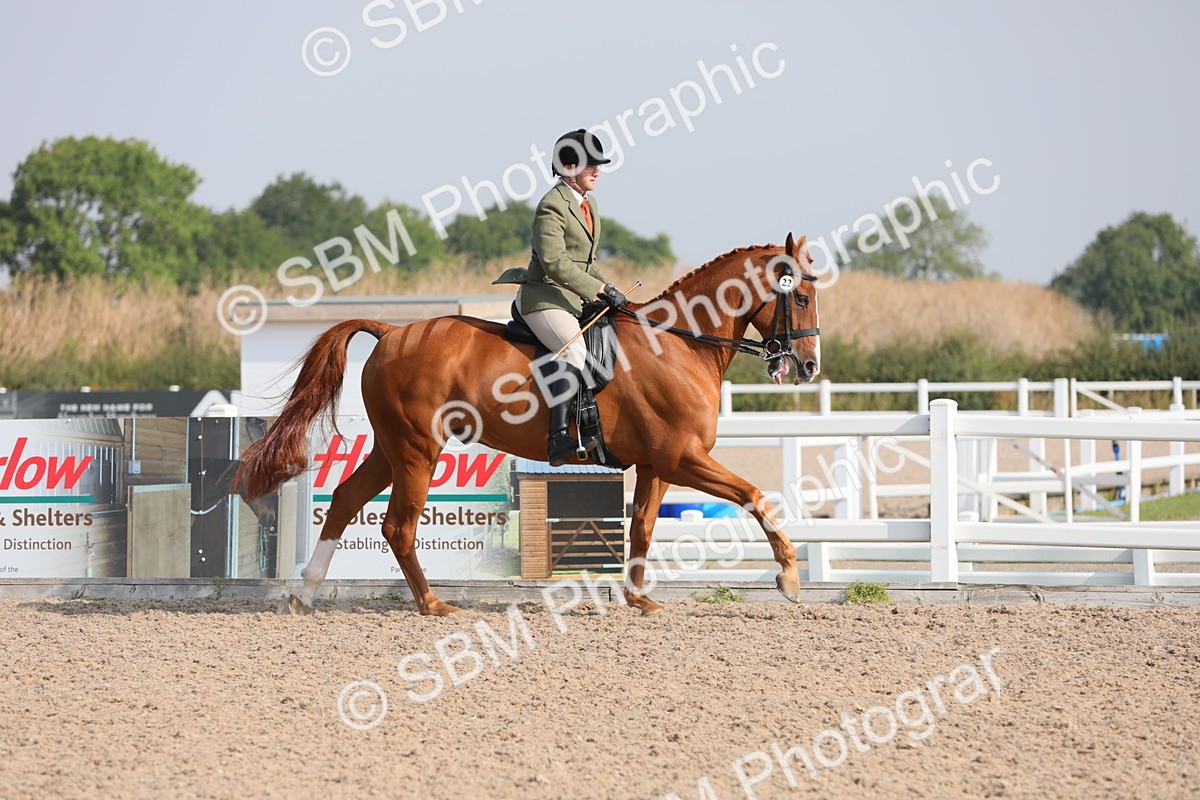 SBM_11344 - Class 305 Ridden Foreign Breeds- Pure Bred