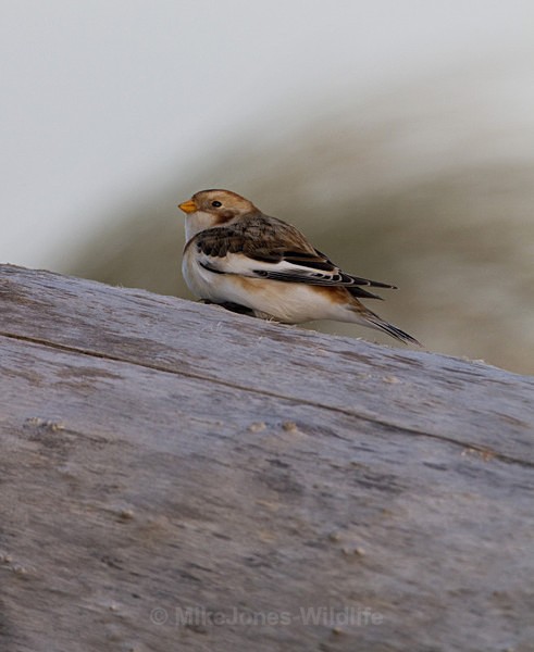 SNOW BUNTINGS - SNOW BUNTINGS