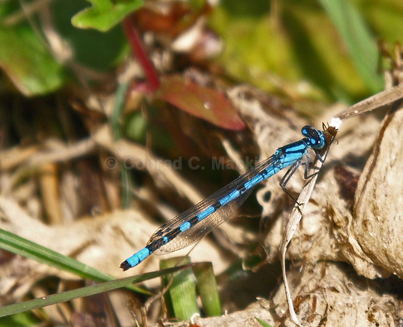 Enallagma cyathigerum - Dragons