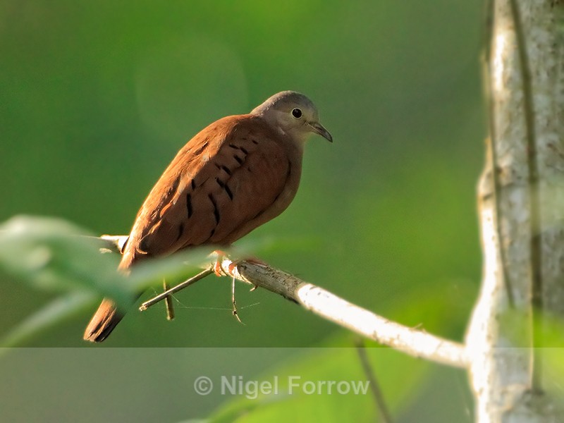Ruddy Ground-Dove (male), Costa Rica - Ruddy Ground-Dove