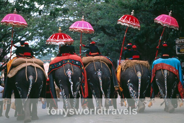 Five elephants, Mysore Dasara,India - India