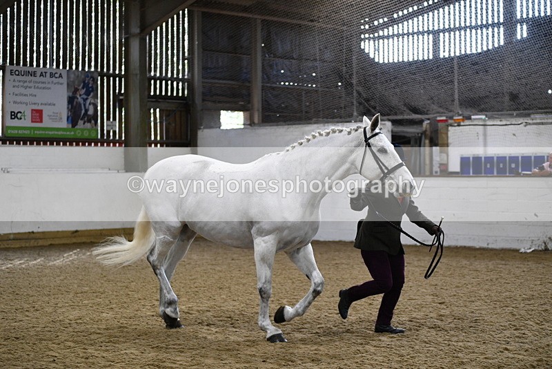 WJ5_4589 - Class 3 Part Bred In hand