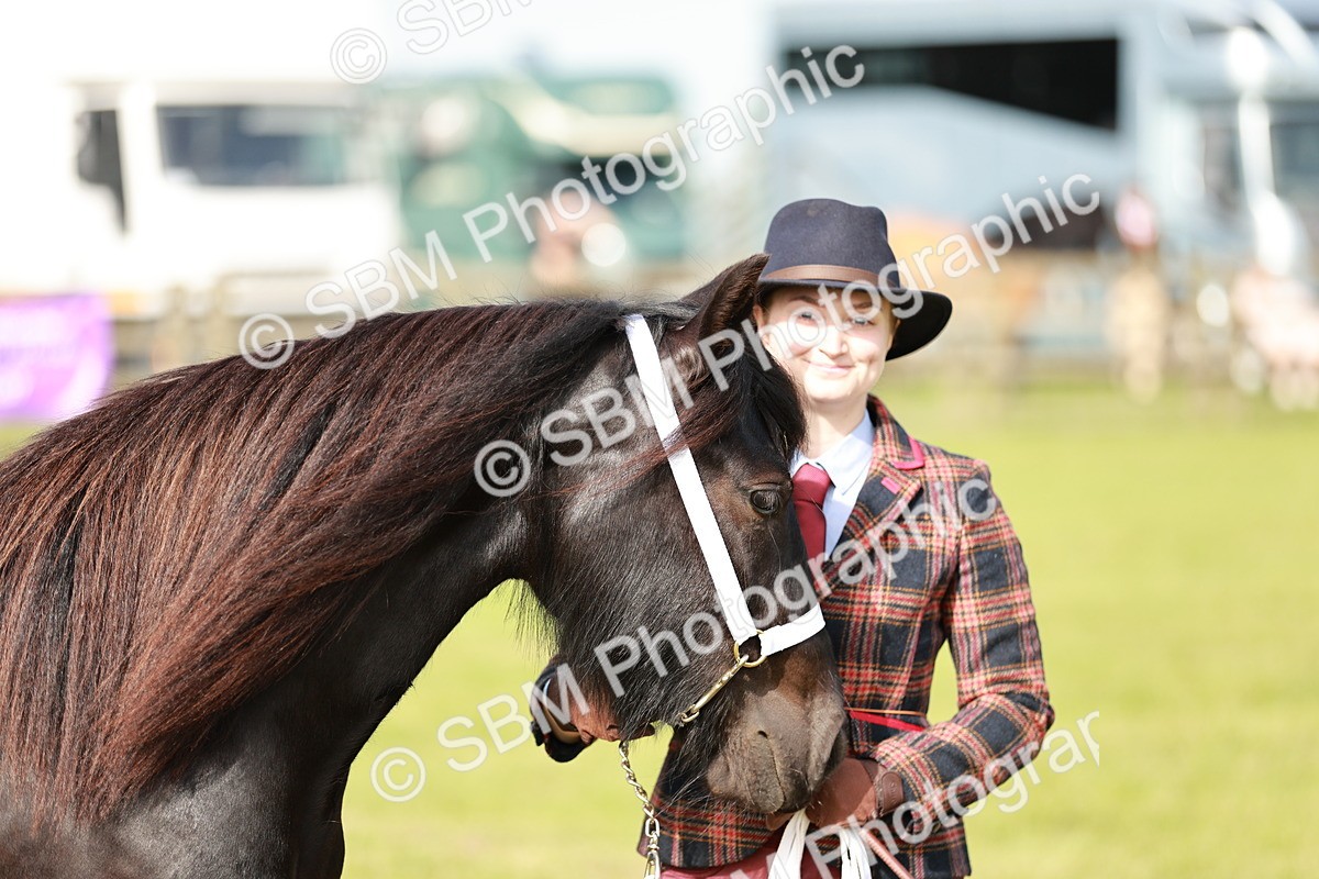 SBM_00748 - Class 14-23 - Mountain & Moorland In Hand Non Welsh