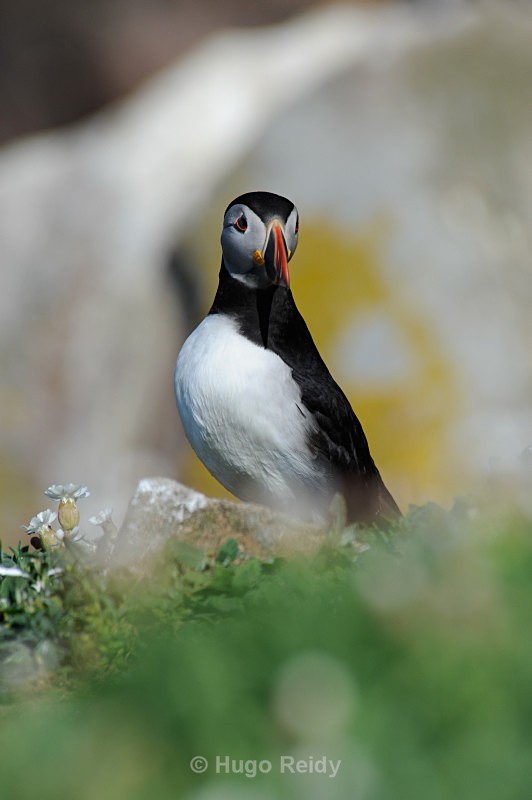  - Saltee Islands Birdlife