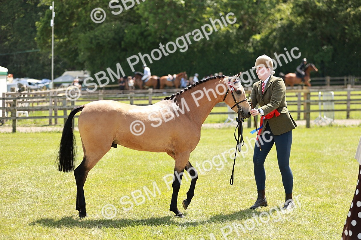 SBM_05586 - Class 41-45 - Riding Pony-Hunter Pony Breeding