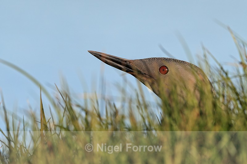 Red-throated Diver head close view behind grass, Floi, Iceland - Red-throated Diver