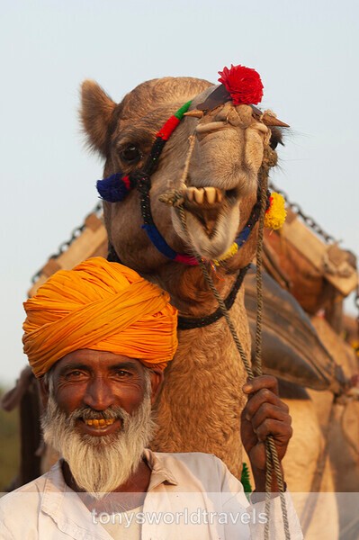 Smiling  Rajasthani  man with camel - India