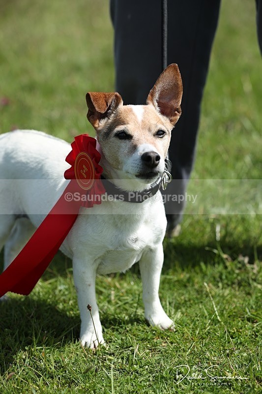 SPXX0592 - Dog show