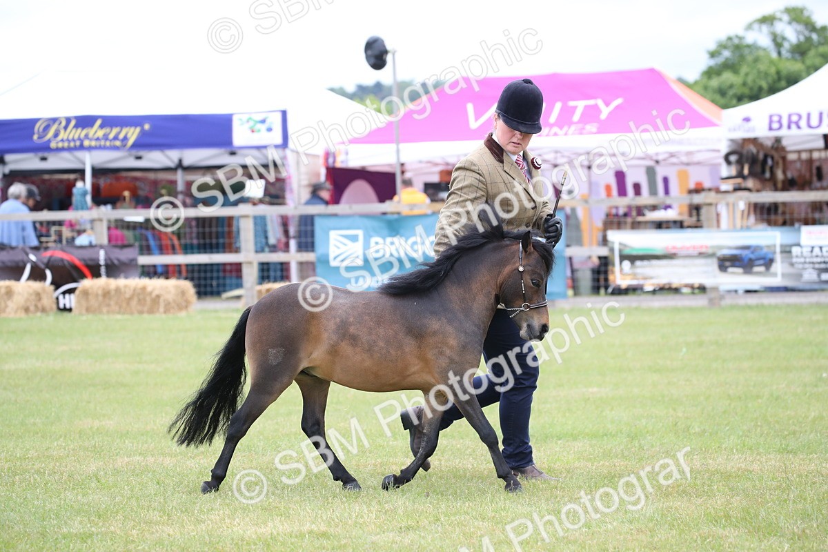 SBM_03511 - Class 23-25 - British Miniature Horse of the Year