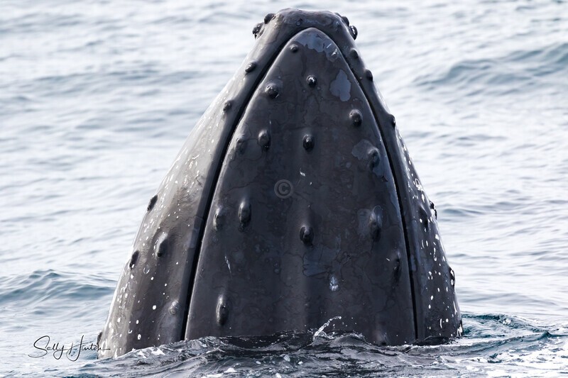 Spyhop 0A3A1193 - Humpback Whales