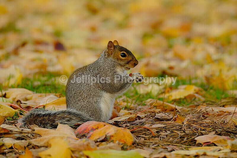  - Wildlife and Nature