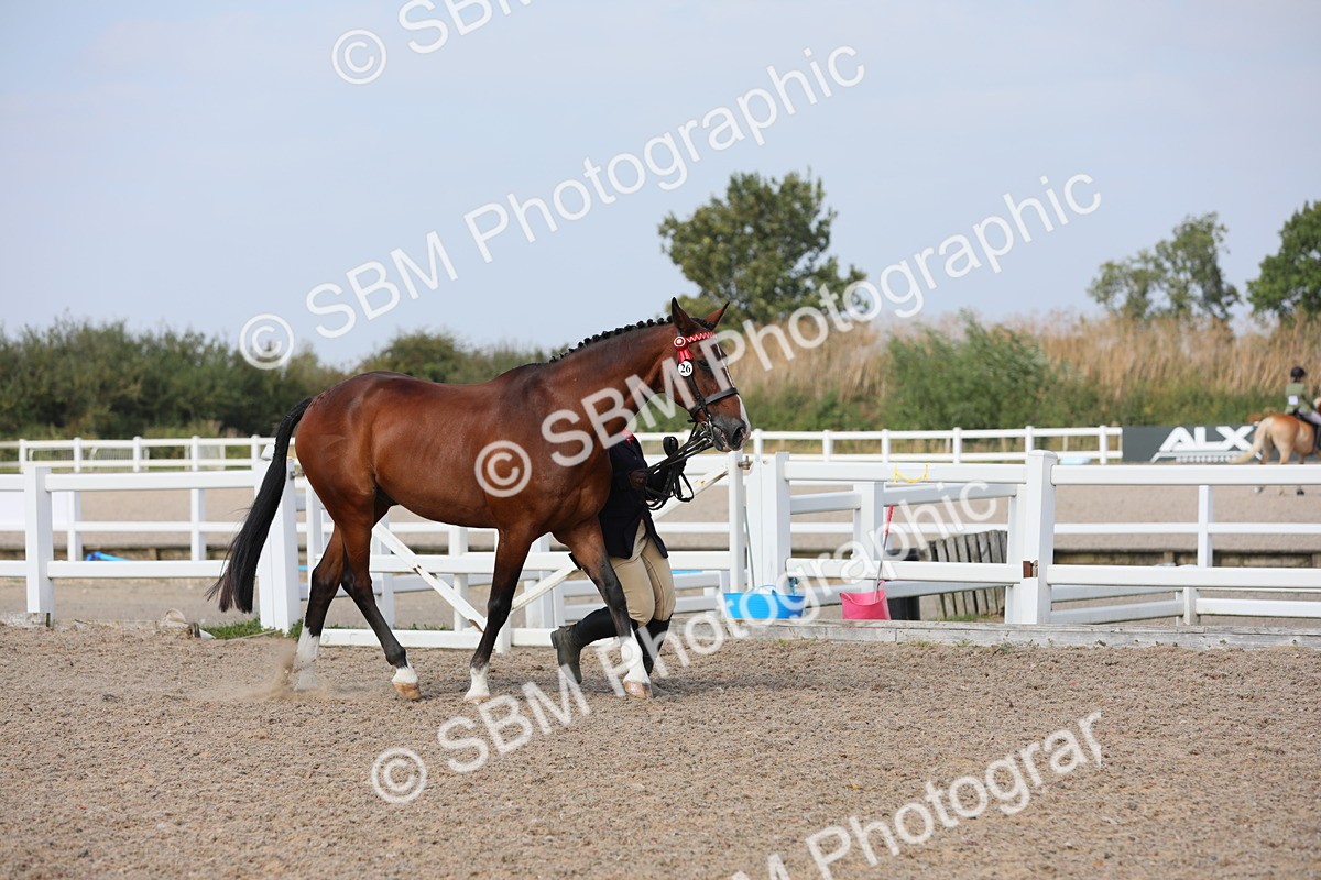 SBM_15731 - Class 312 IH Competition Horse/Pony