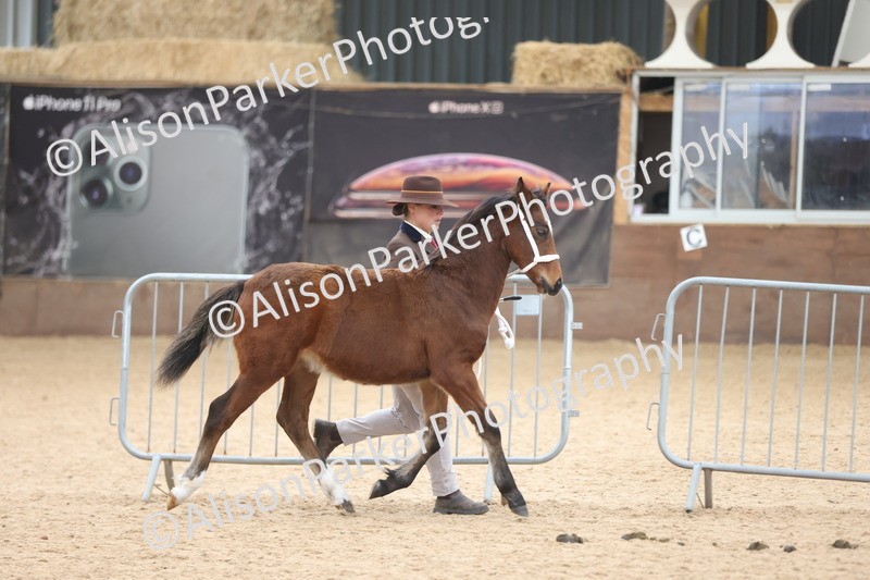 20251109-1132 - Championship