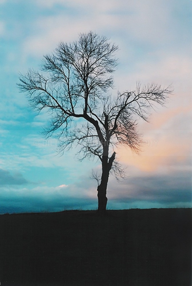 TheTree2007Layer900092 - Trees