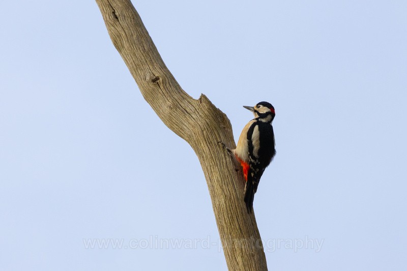 Great Spotted Woodpecker.  ref 5679 - macro and nature.