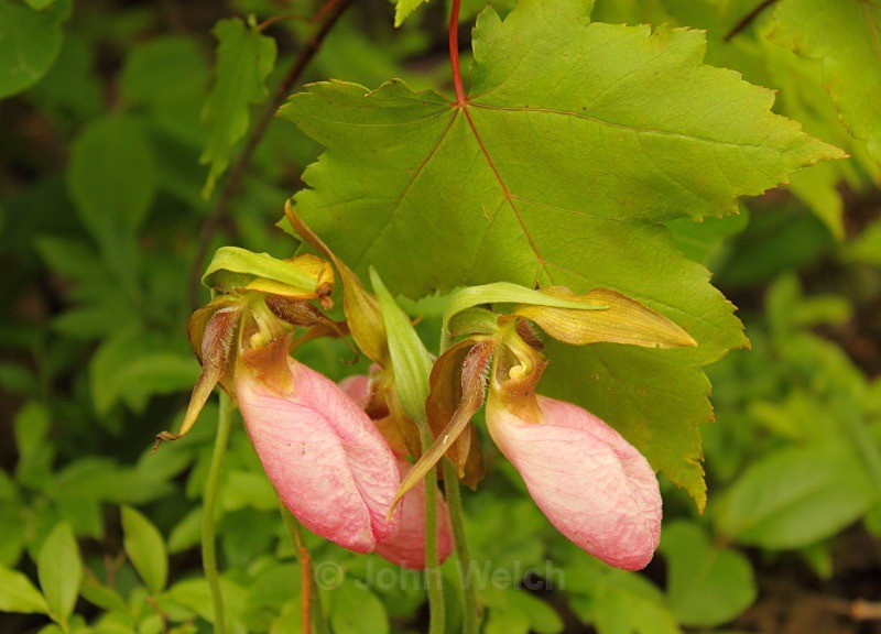 Spring and Summer Collide - Details on the trail