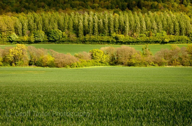 Eaton Coppice - Wenlock Edge