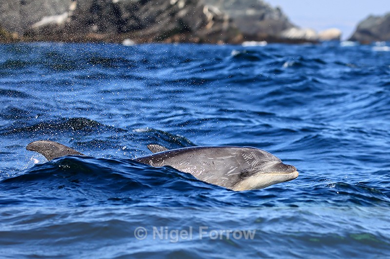Bottlenose Dolphin head above surface, Chanaral Island, Chile - Dolphin