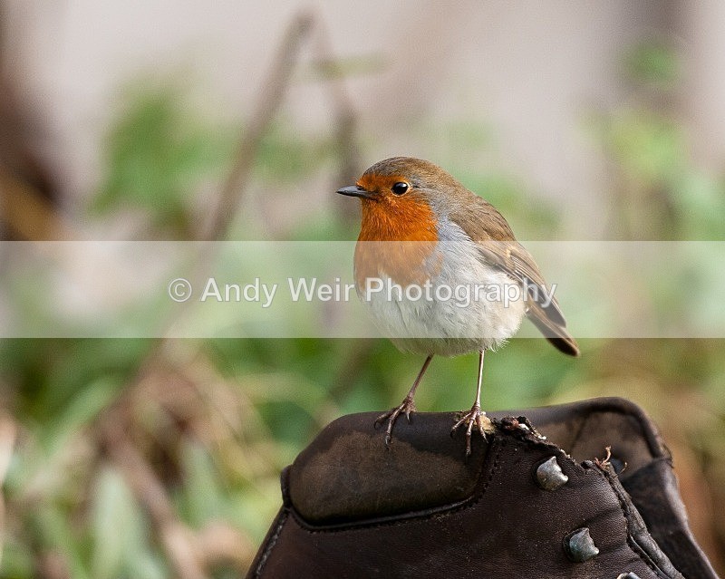 20090103-087 - Robin