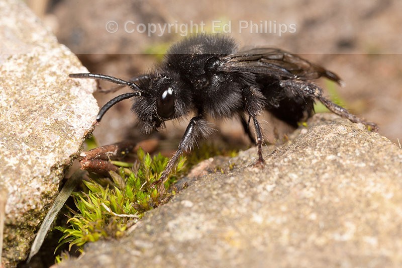 Melecta albifroms (f)