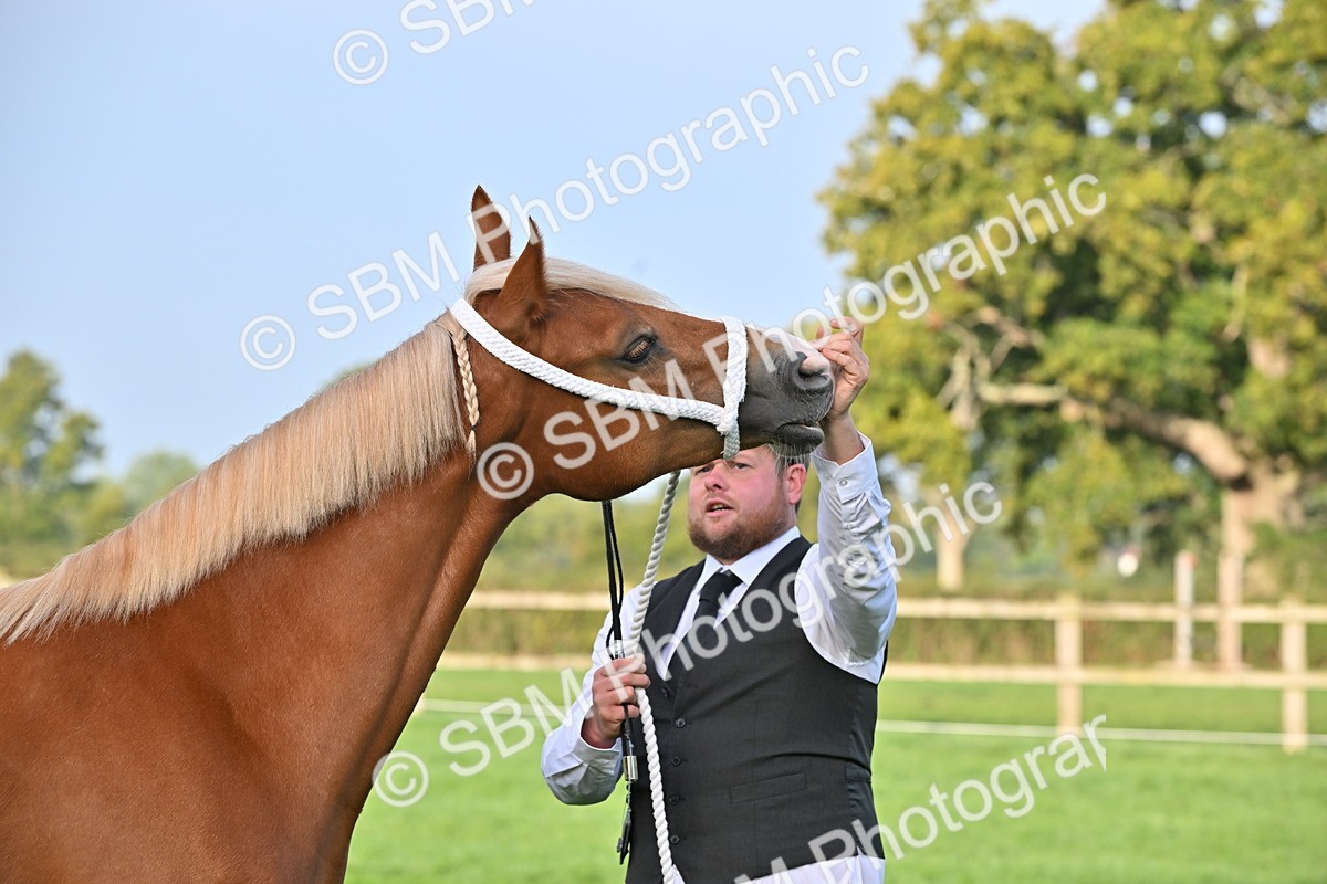 SBM_55363 - S44 - Youngstock In Hand